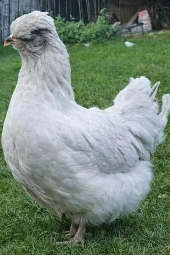 LAV%252BARAUCANA%252BHEN.jpg