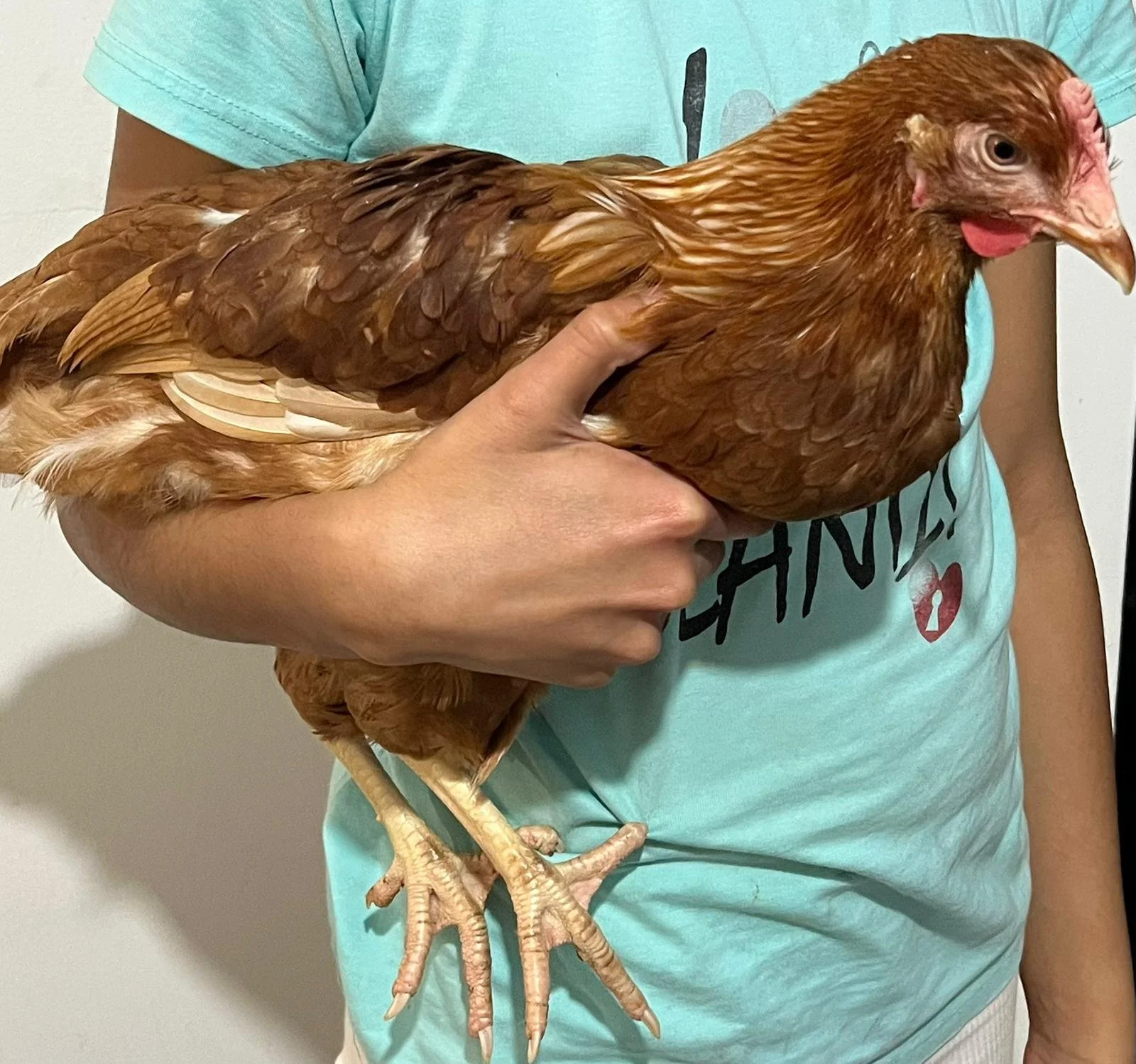 brown warren pol hen.jpeg