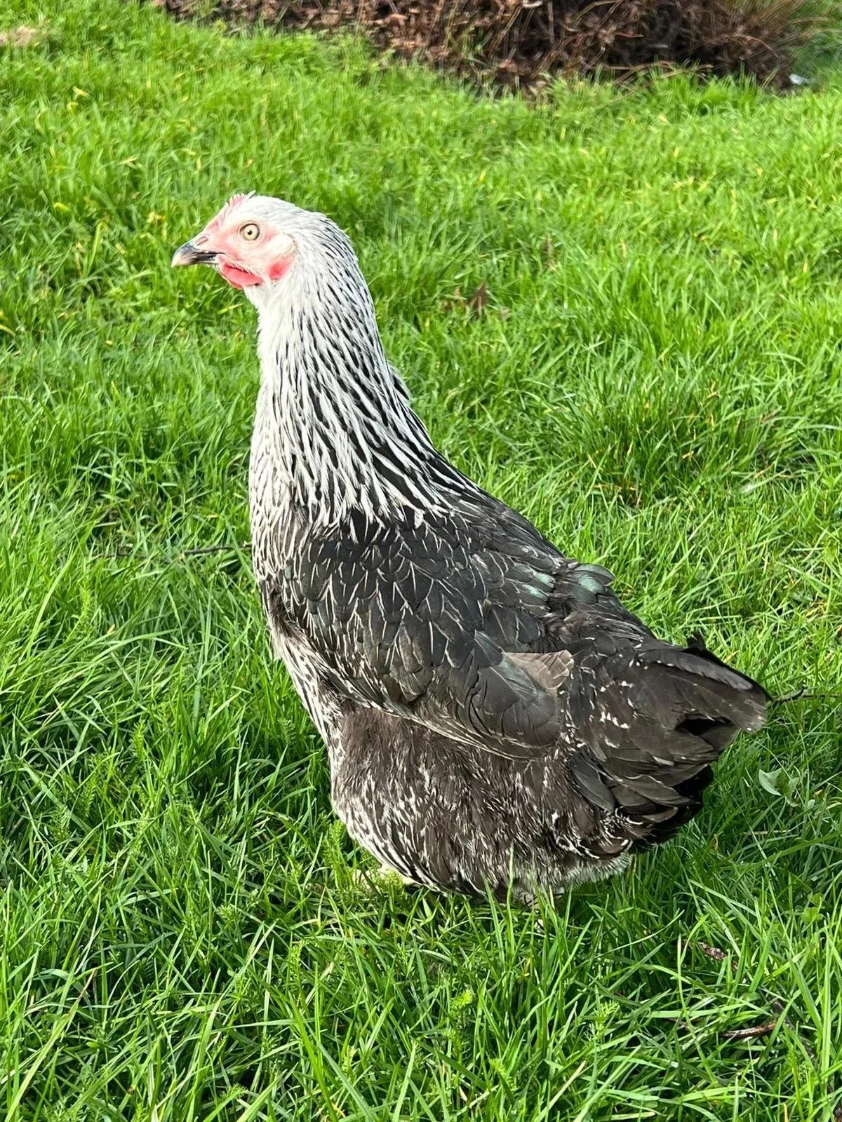 silver+sussex+hen.jpg
