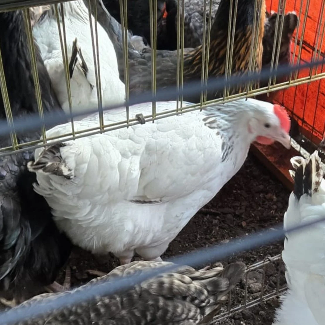 light+sussex+hen.png