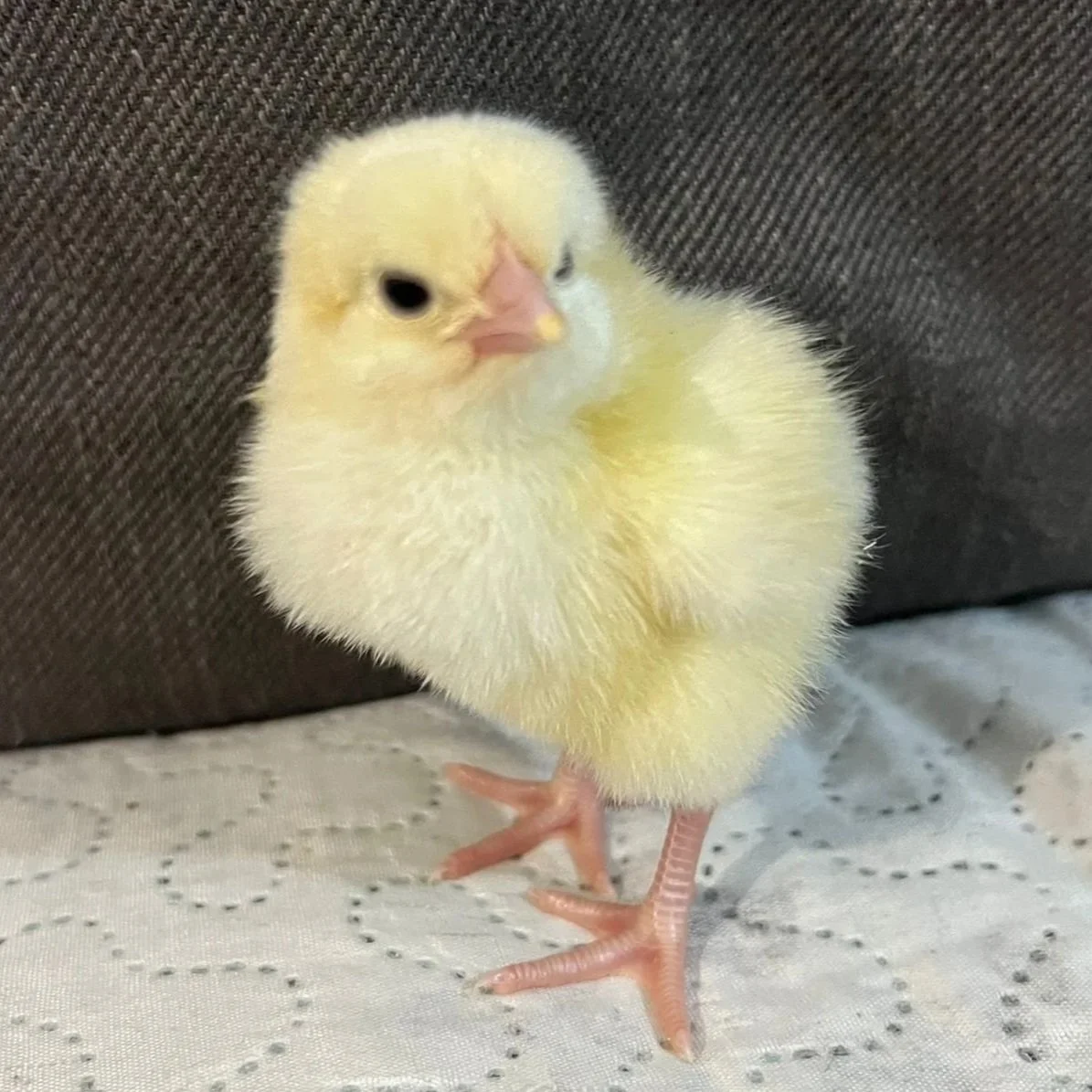 light+sussex+chick.jpg