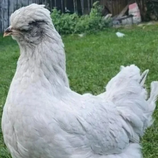 LAV%25252BARAUCANA%25252BHEN.jpg