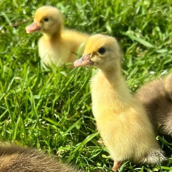 LF+appleyard+ducklings.jpg