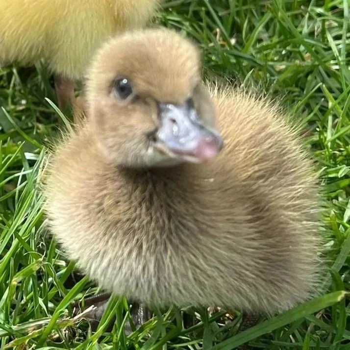khaki%2Bcampbel%2Bduckings.jpg