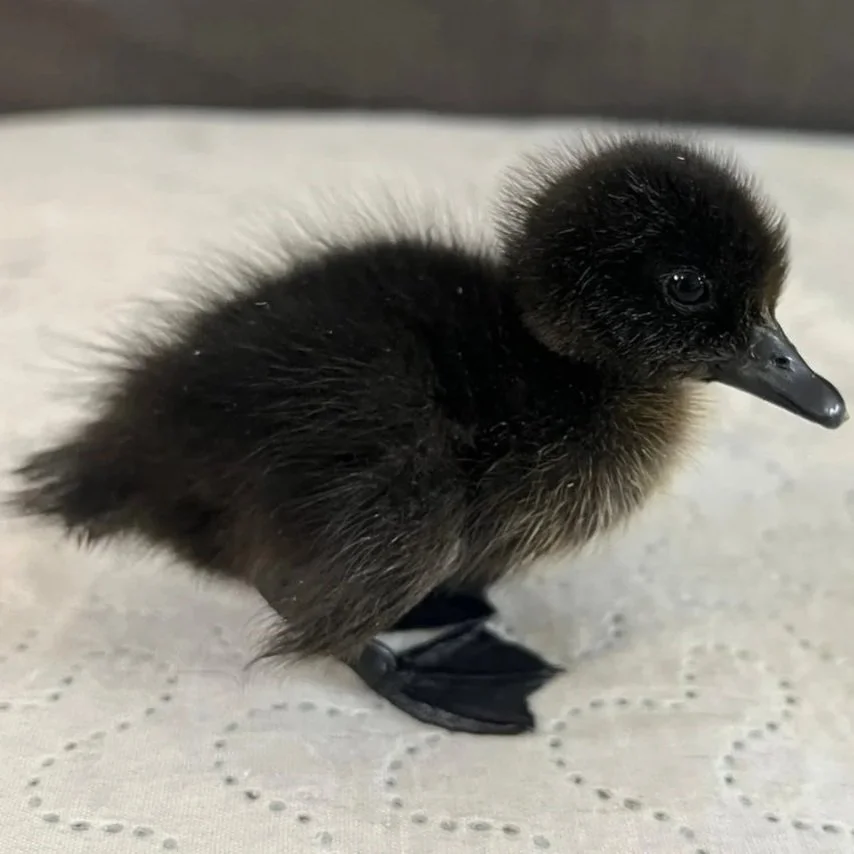 cayuga+duckling.jpg