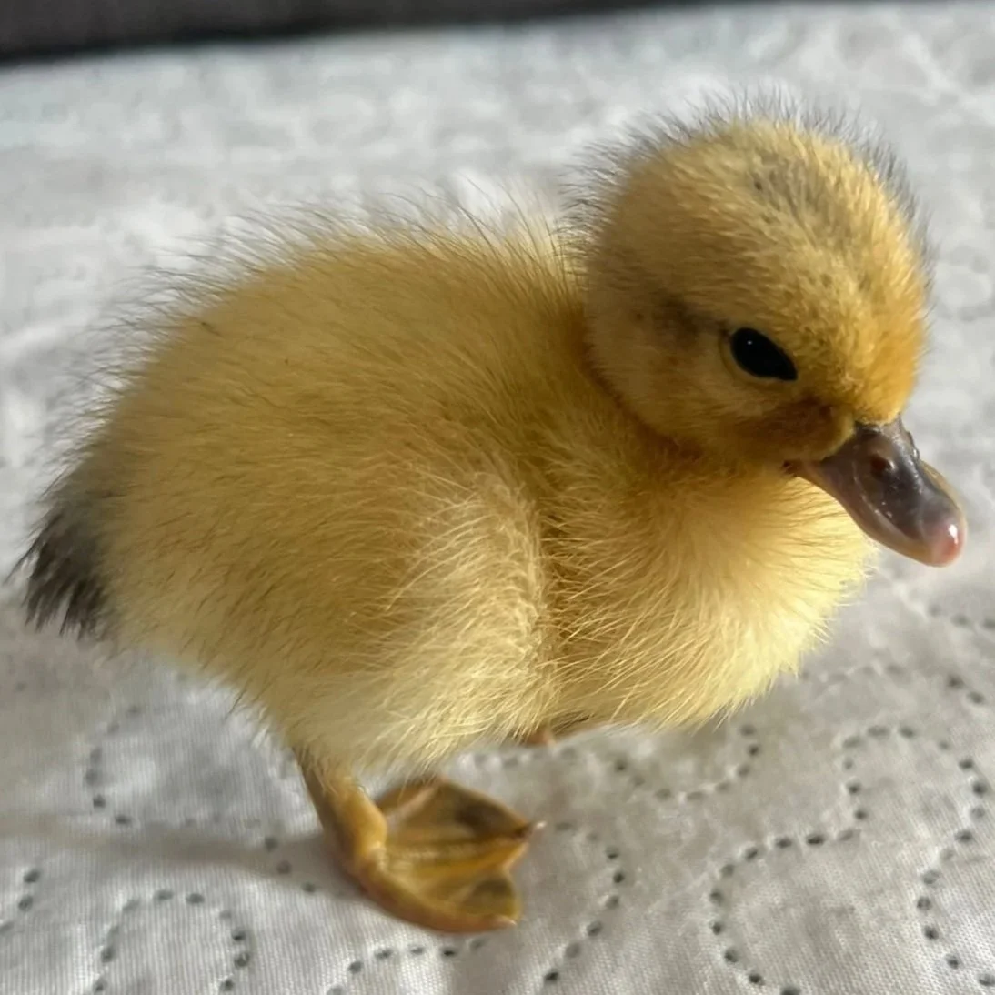 mini+AY+duckling.jpg