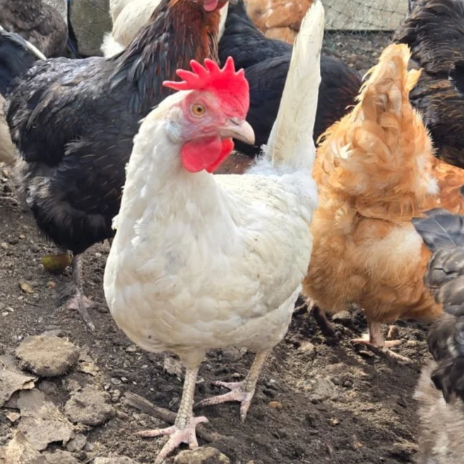 A white chicken with a red comb and wattle standing on dirt among other chickens of various colors.