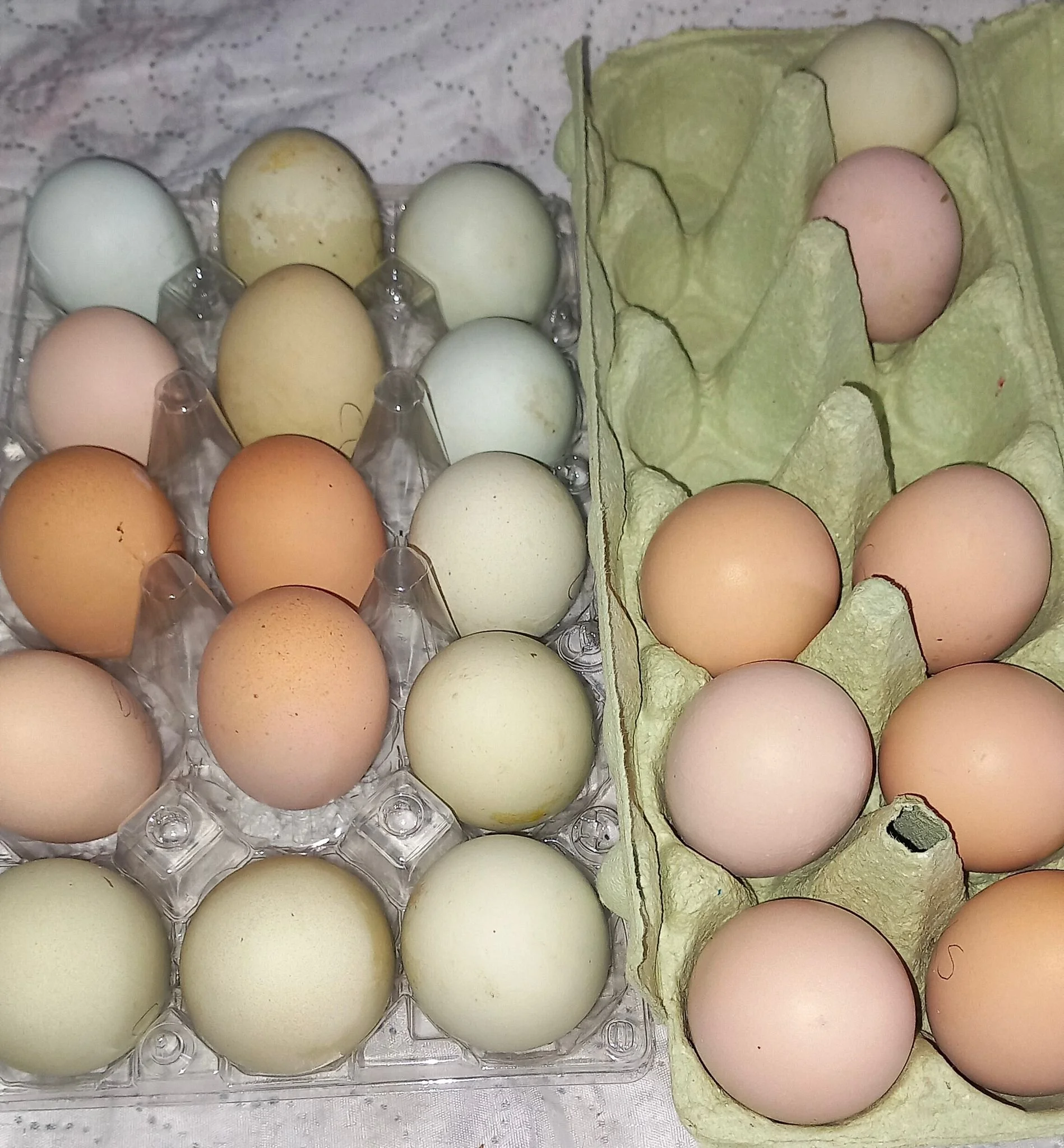 A variety of eggs in a plastic carton and a cardboard carton, showing different colors including white, brown, and light blue.