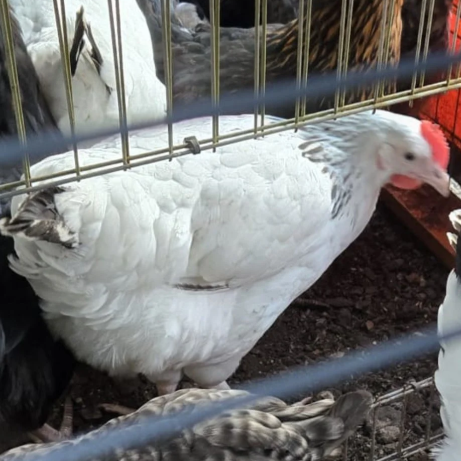 A white turkey with a red head standing behind a metal wire fence, with other birds nearby in a farm enclosure.