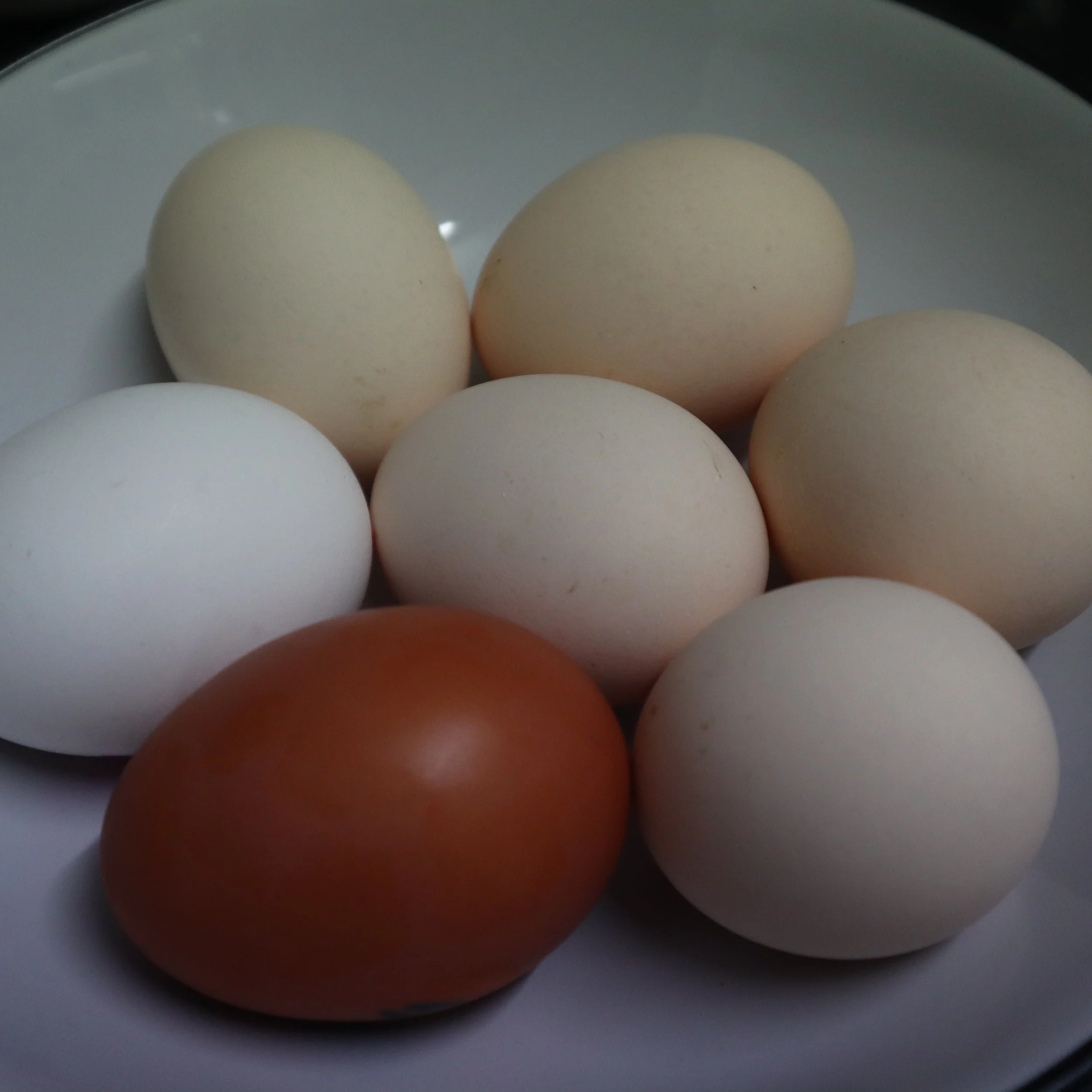 A plate of six eggs, including five white eggs and one brown egg, arranged on a flat surface.