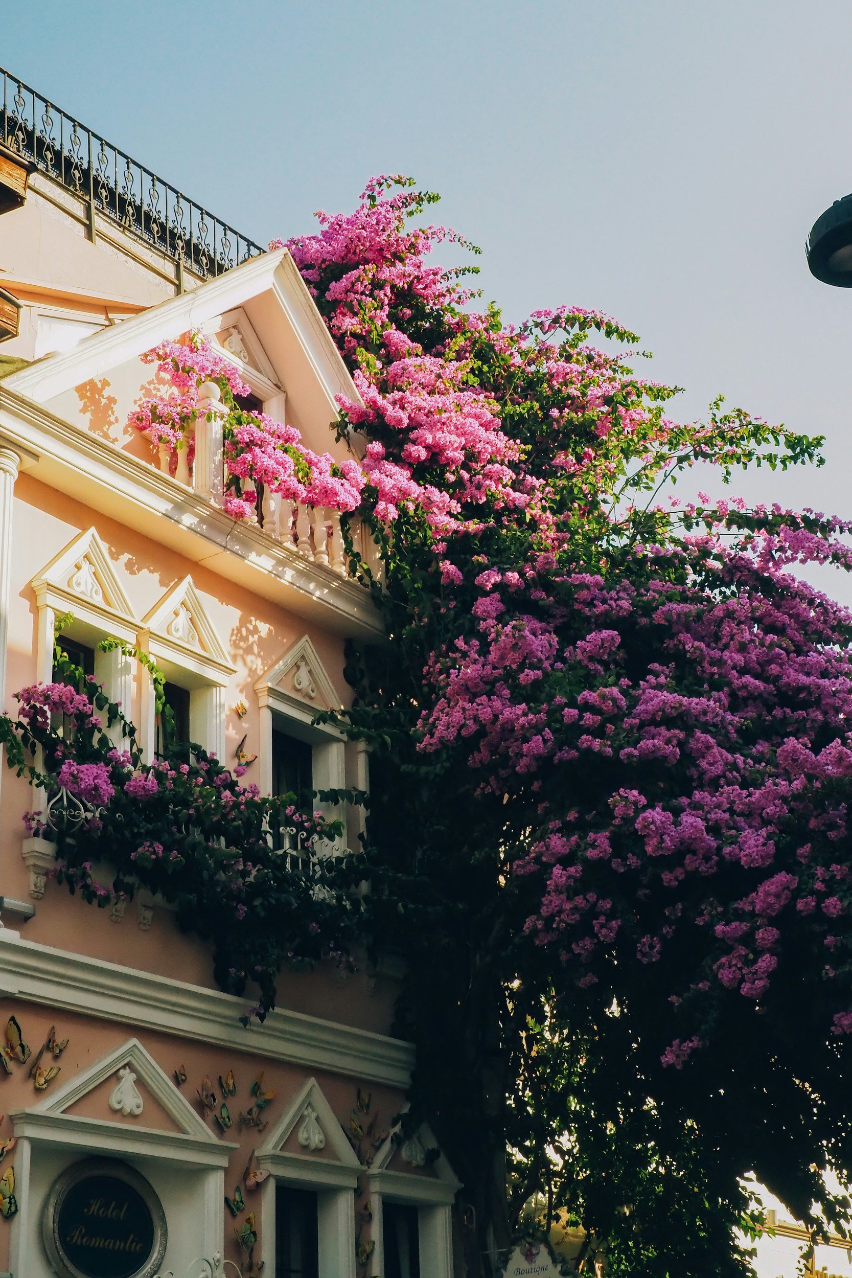 Colorful pink flowering tree growing next to a pastel pink and white building with decorative trim and butterfly details, under a clear blue sky.