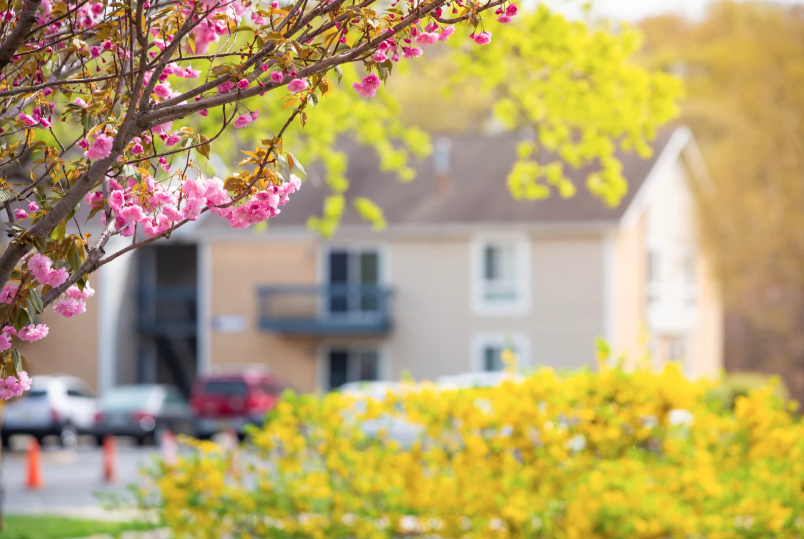 Blossoming pink and yellow trees in front of a residential apartment building with parked cars.