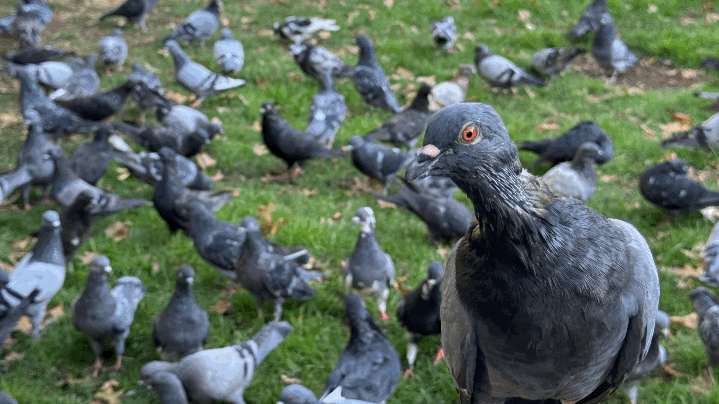 Don’t Feed The Birds!