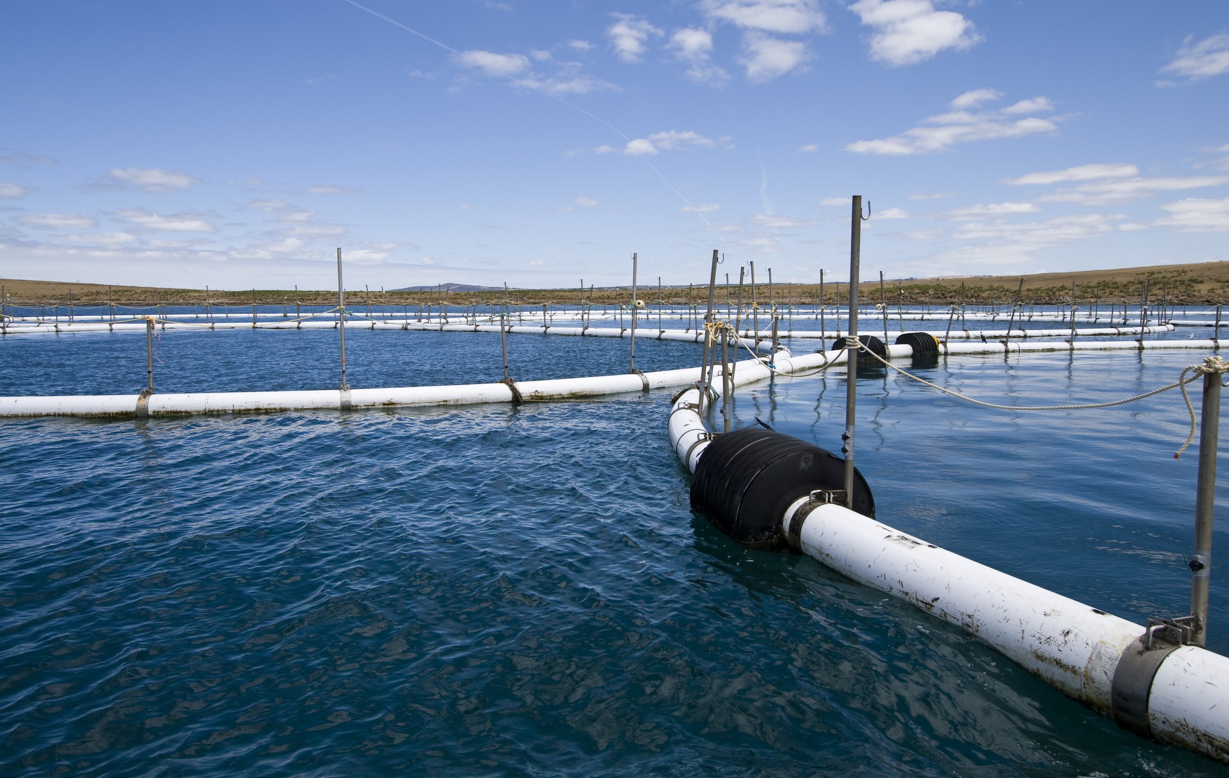 Aquaculture fish farming tanks made of white pipes in a large outdoor water pond, with a blue sky and some clouds overhead.