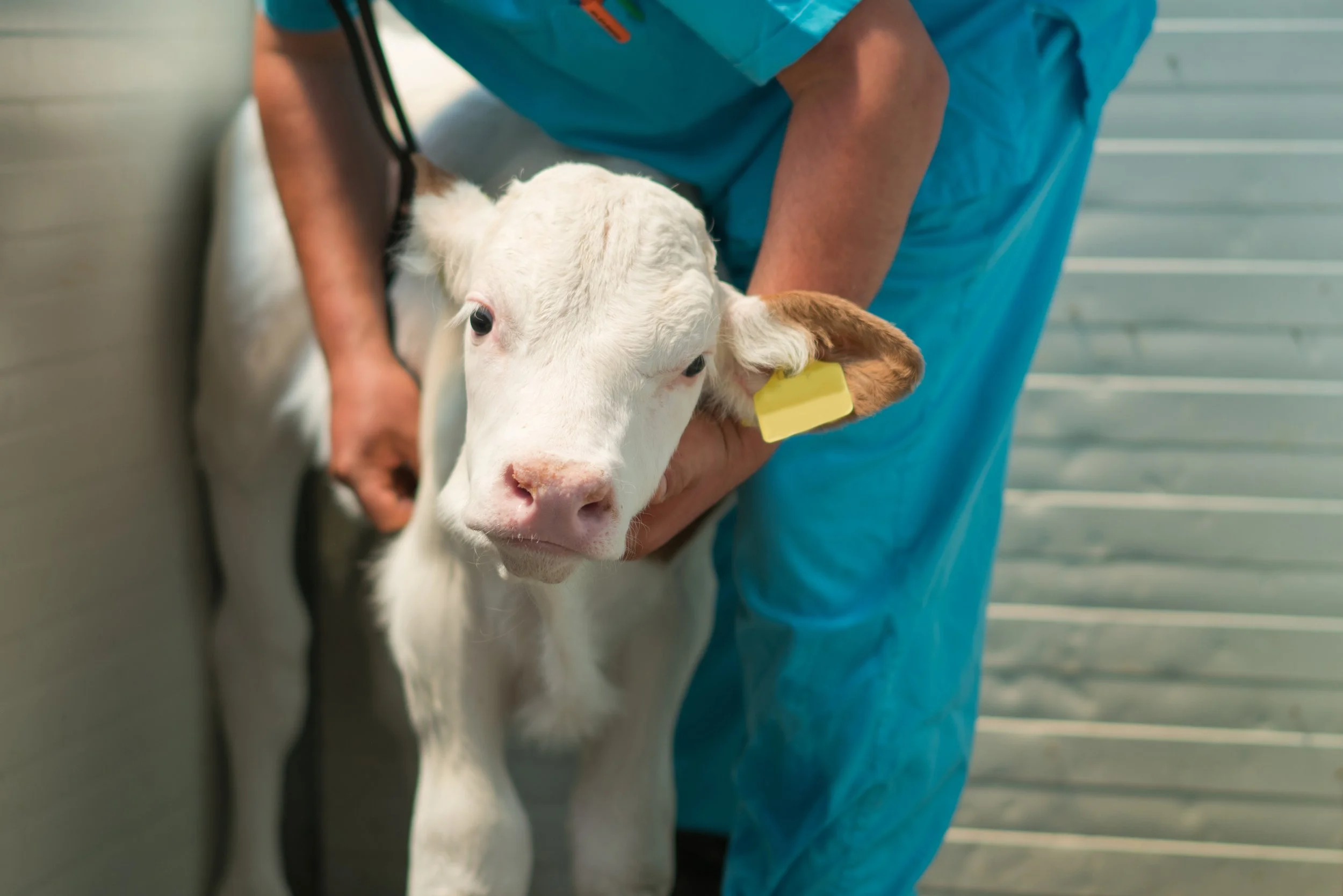 How Phage Therapy Is Transforming Livestock Health