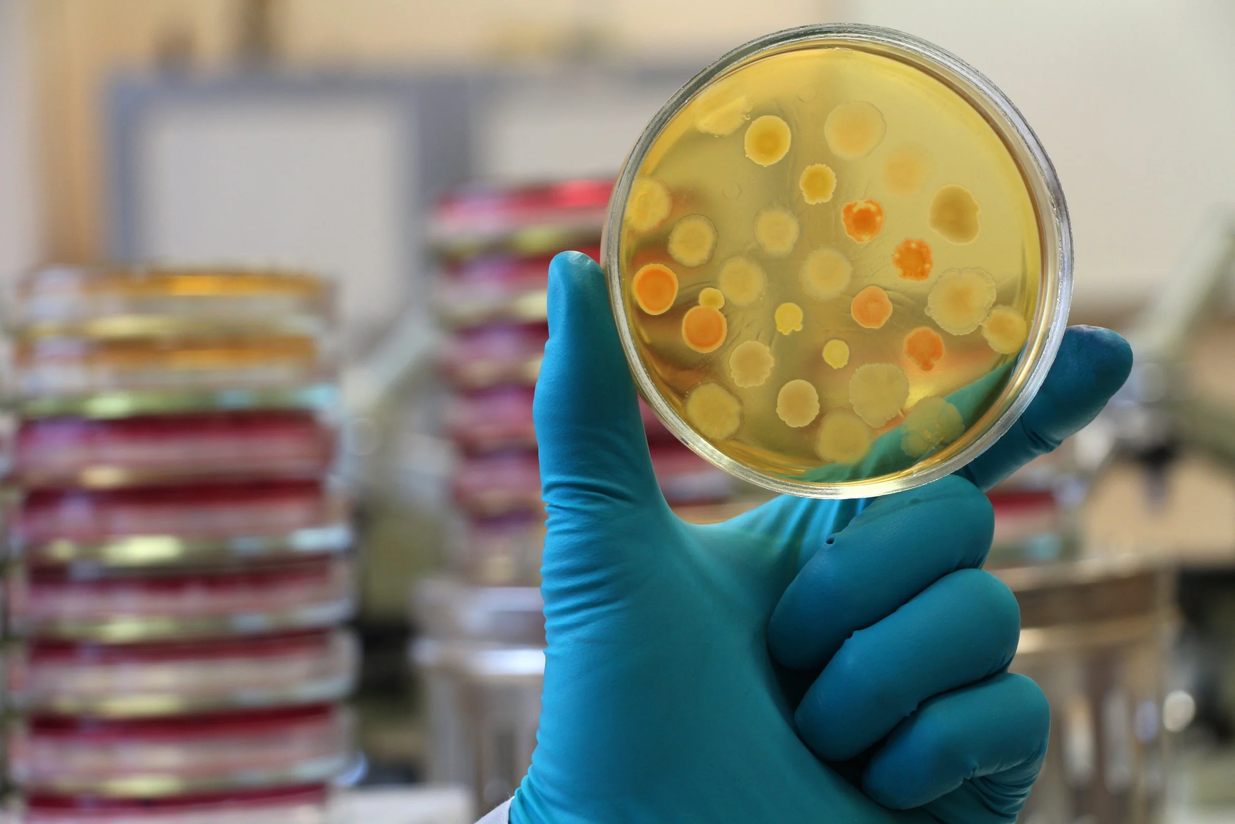 From Paddock to Petri Dish: Australia’s Role in Phage Innovation