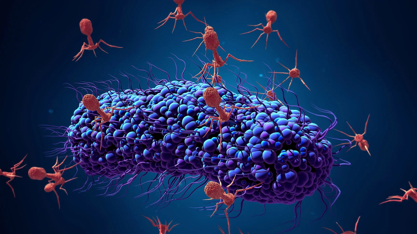 Phages: nature’s bacteria hunters