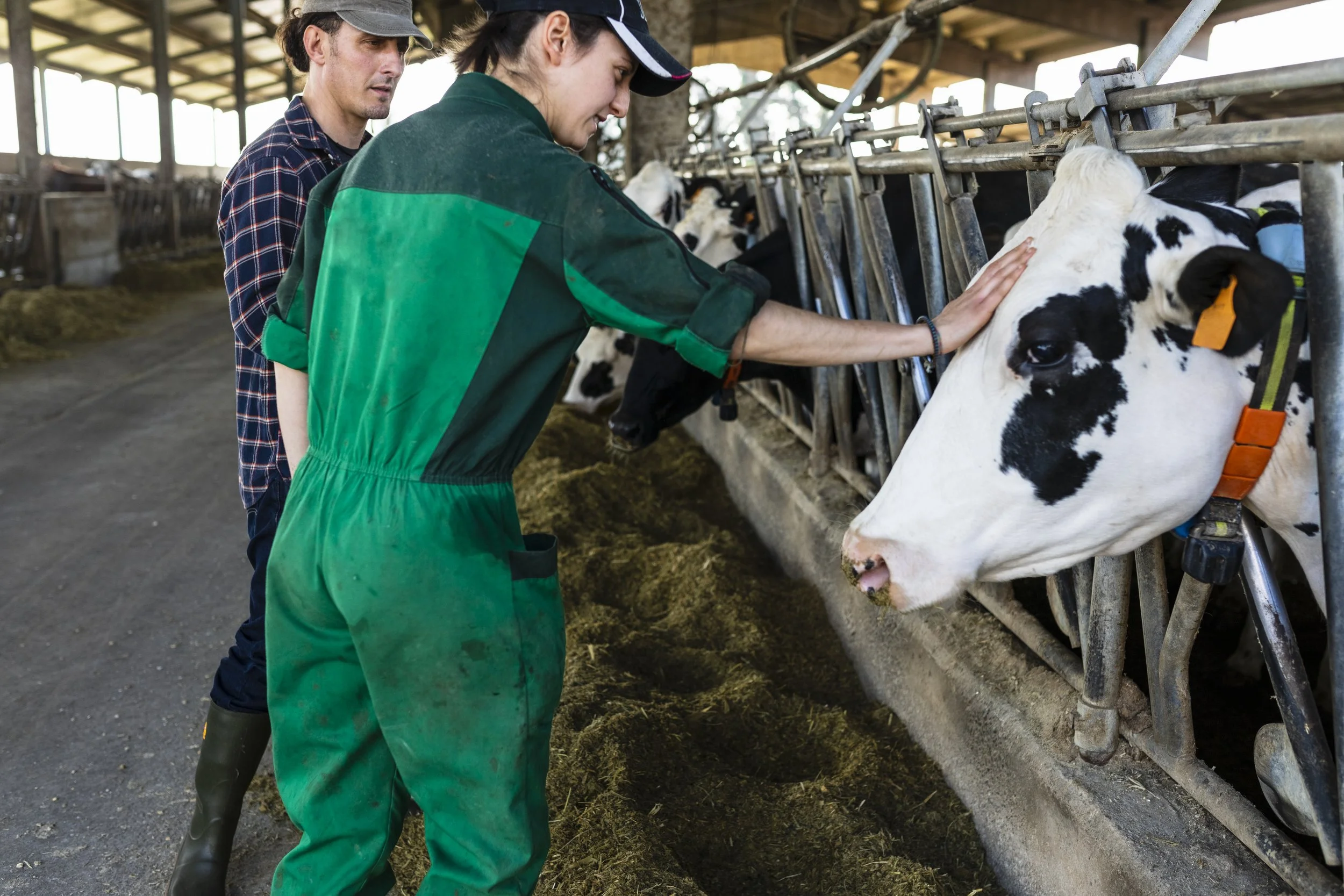 Two people, a man and a woman, near a row of calves in a barn, the woman petting one of the calves.