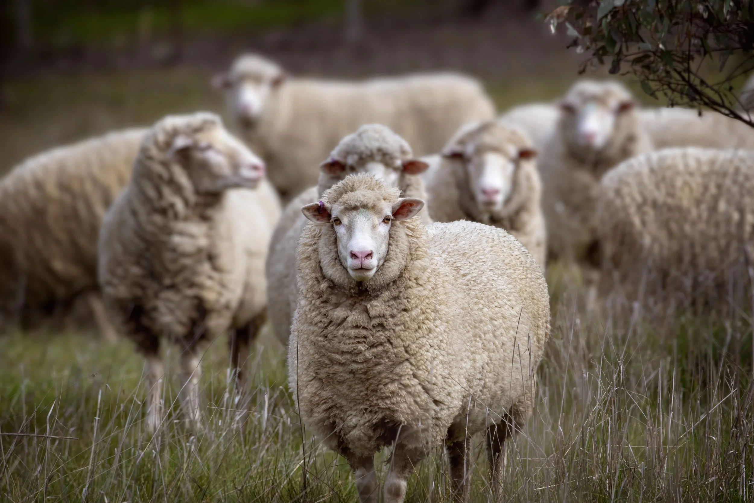 A flock of sheep standing on grass in a field, with one sheep in the foreground looking directly at the camera.