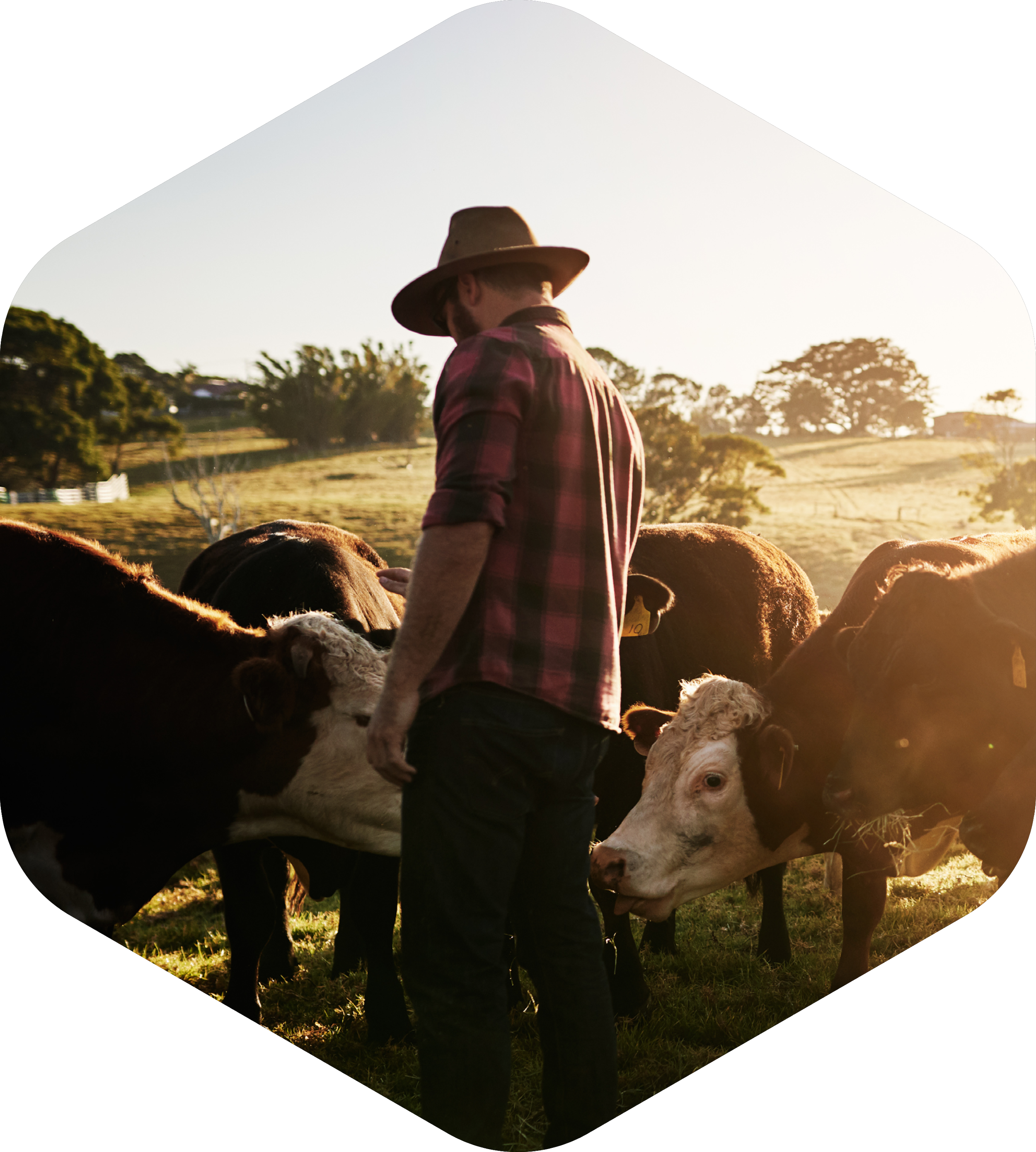 Man wearing a hat and plaid shirt tending to cattle in a pasture during sunset.