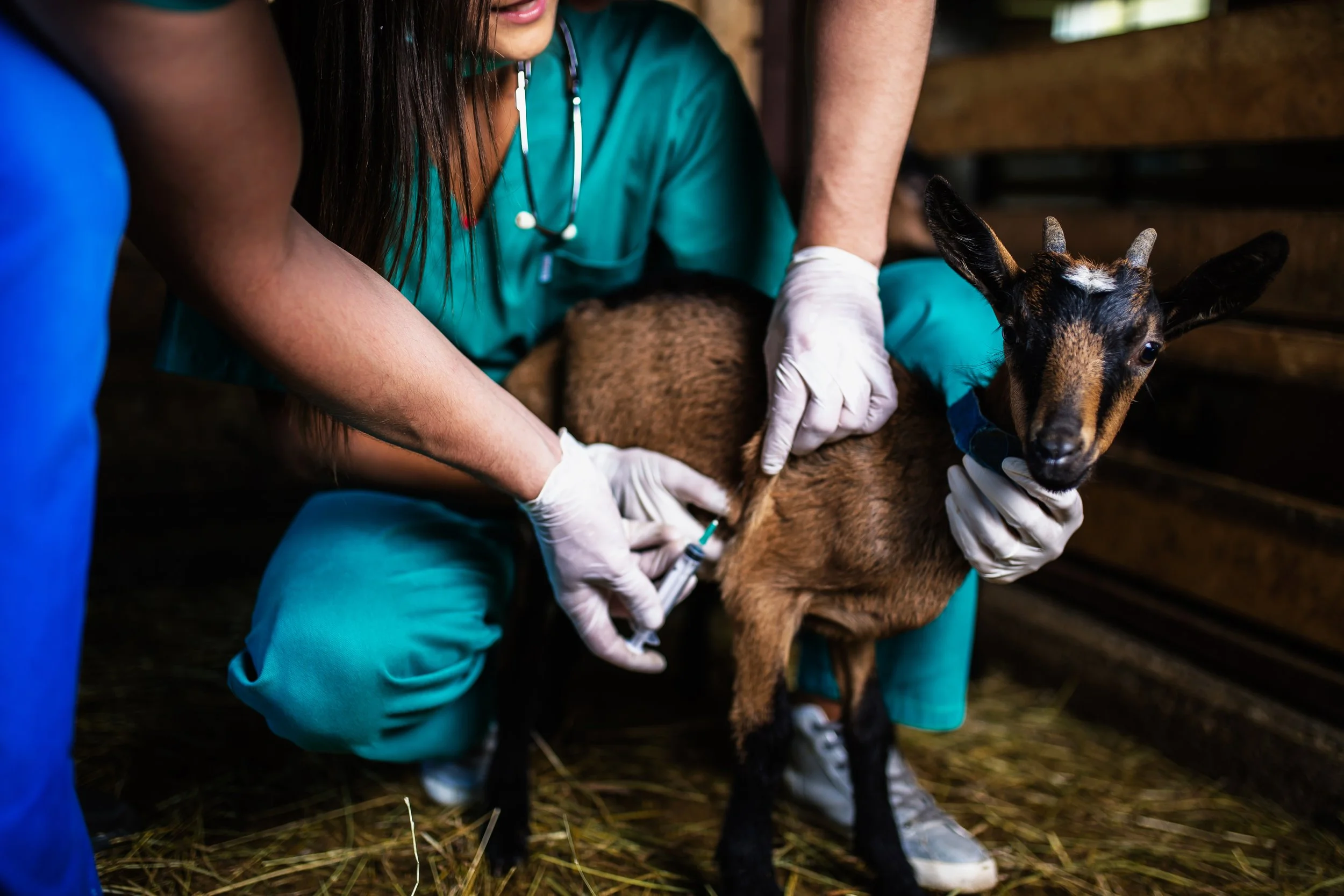 Veterinarian wearing teal scrubs and white gloves giving a vaccine injection to a young goat with black and brown fur, inside a barn with wooden walls.