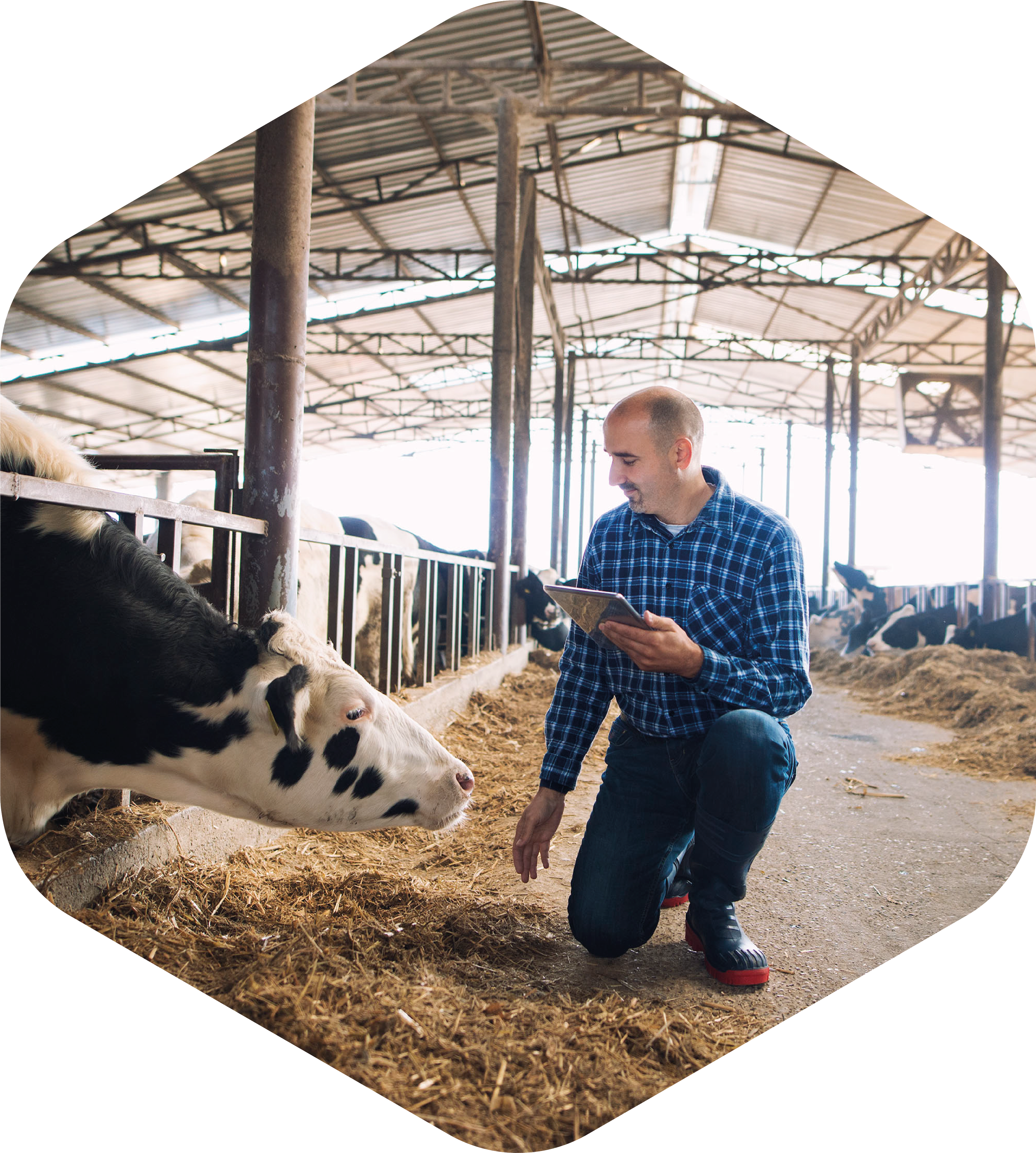 A man kneeling inside a barn with metal roofing, looking at a cow lying in a feeding area. The barn has metal poles and a high ceiling, and the man appears to be inspecting or caring for the cow.