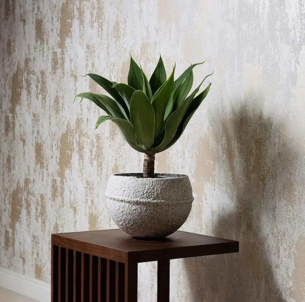 Close-up detail of a custom metallic Venetian plaster wall finish behind a potted agave plant on a modern wood side table.