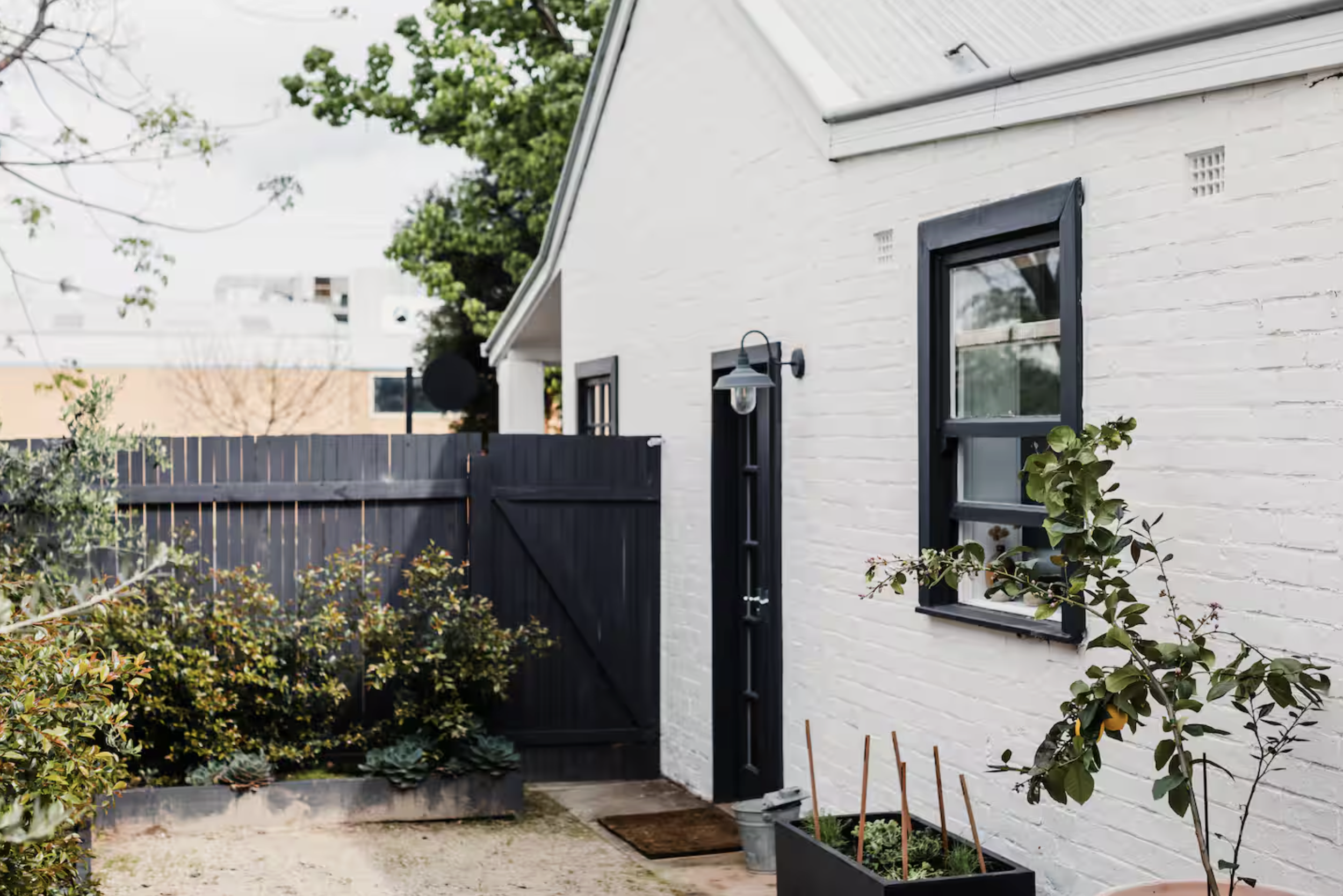 Exterior view of a white brick house with black trim around windows and door, black wall-mounted light fixture, garden bed with plants, a lemon tree, and a black wooden fence with a half gate.