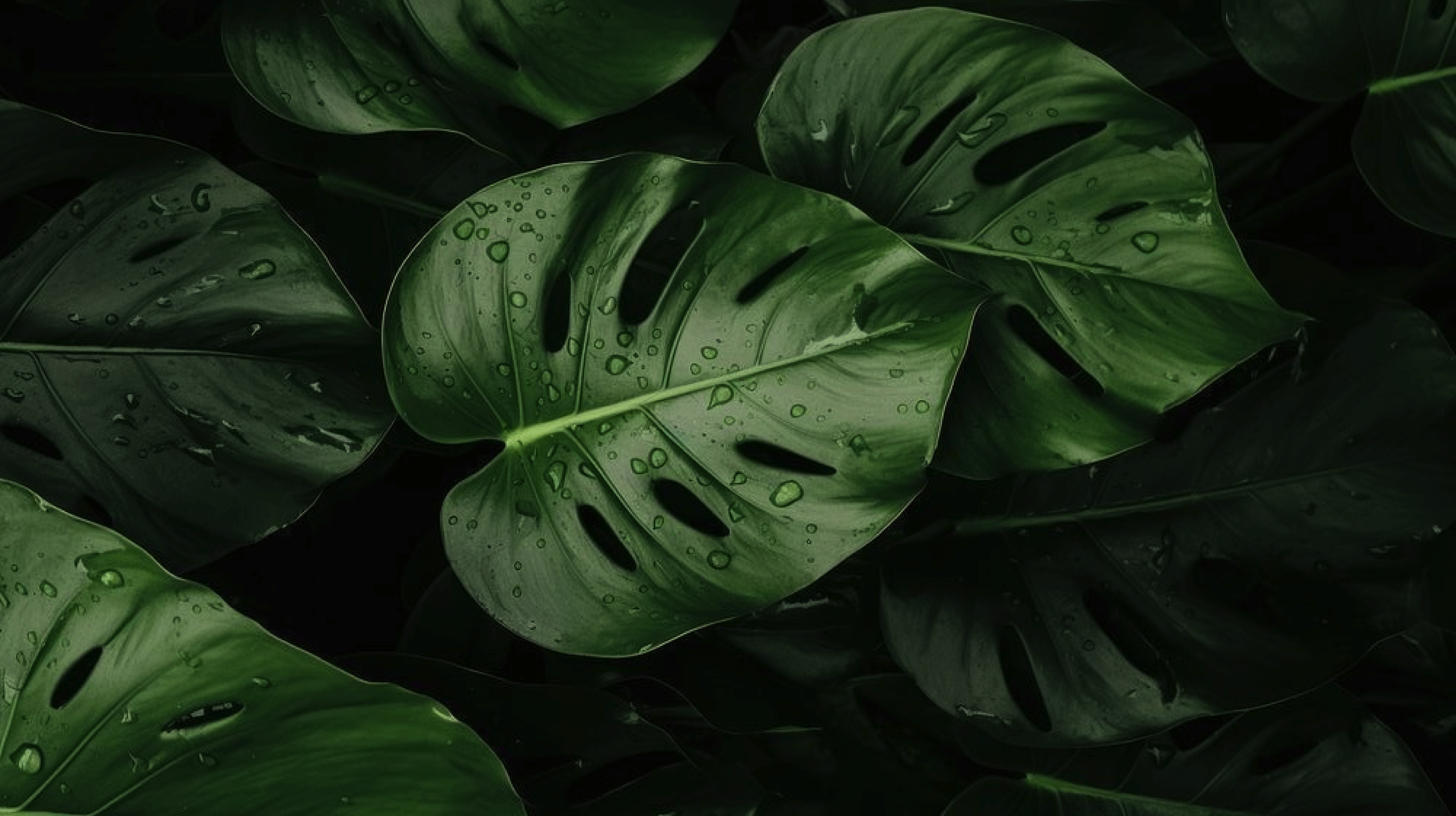 Close-up of darkness green tropical leaves with water droplets.
