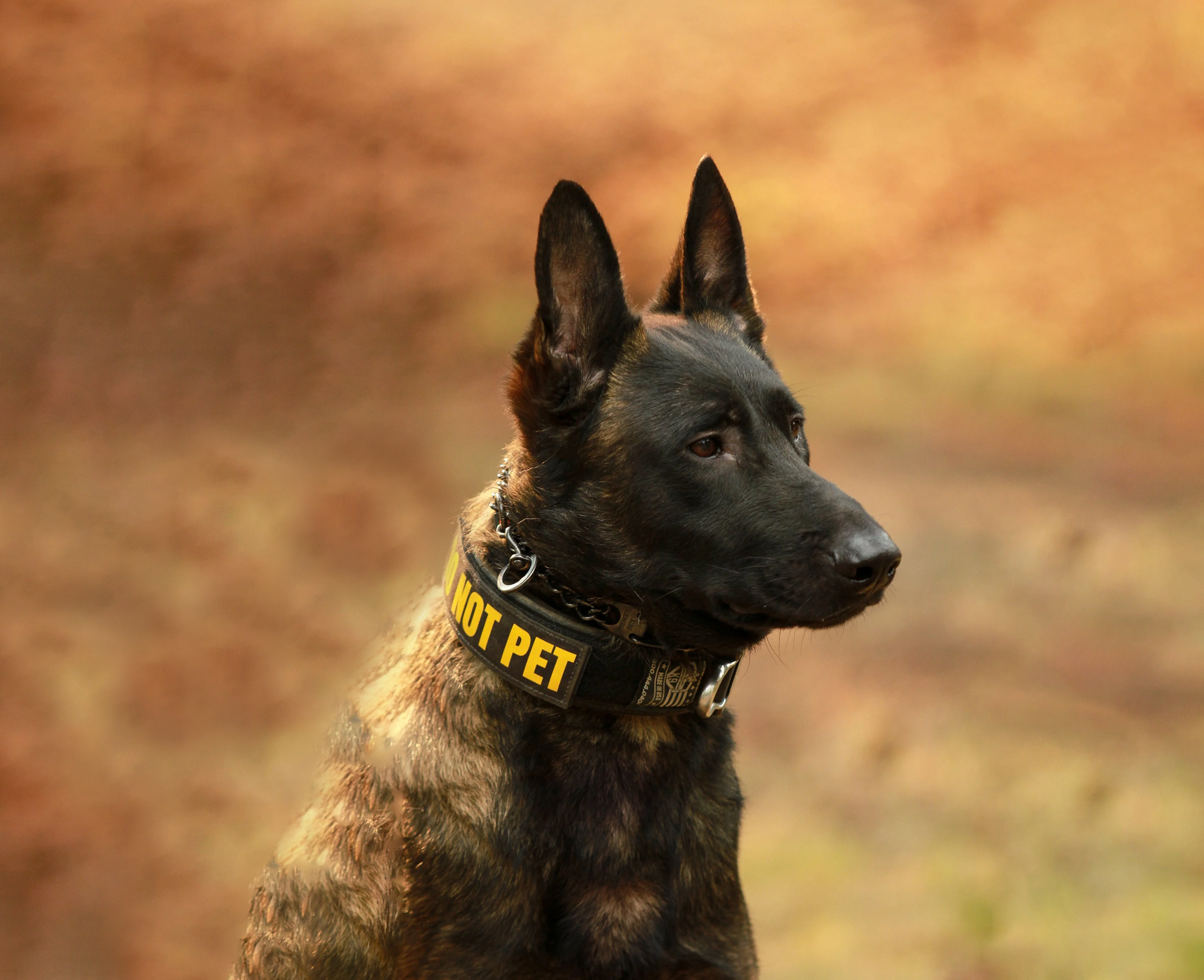 A police or military working dog with a 'NOT PET' collar, looking attentively to the side in an outdoor setting.