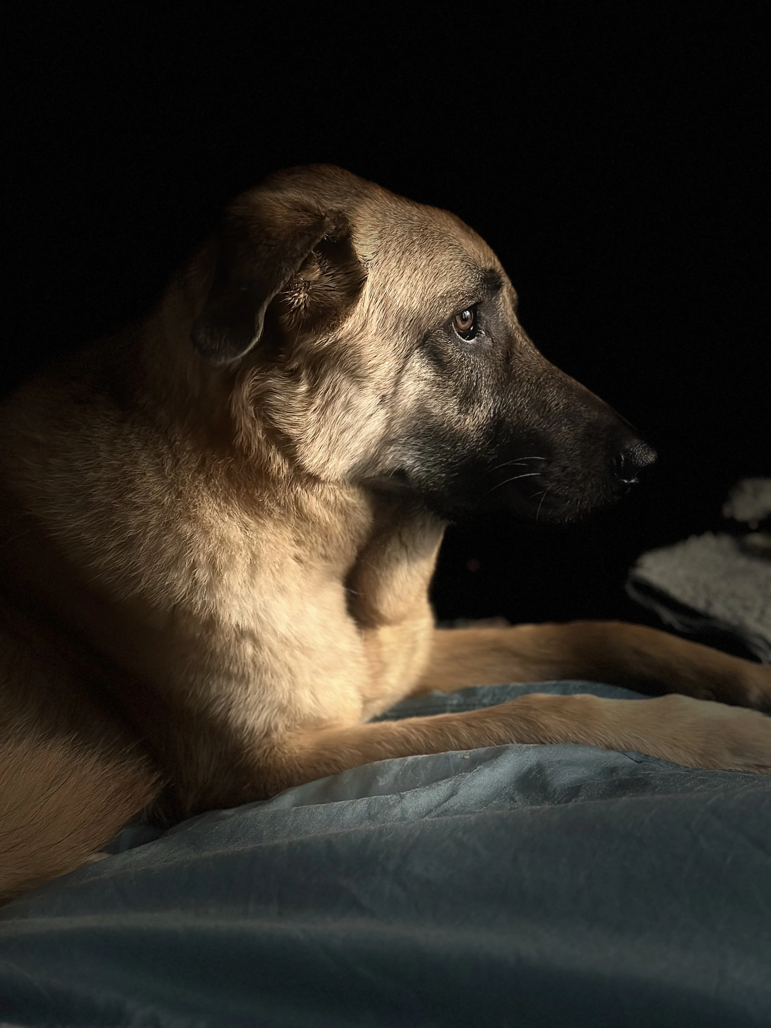 A brown and black dog lying on a bed with a dark background, looking to the right.