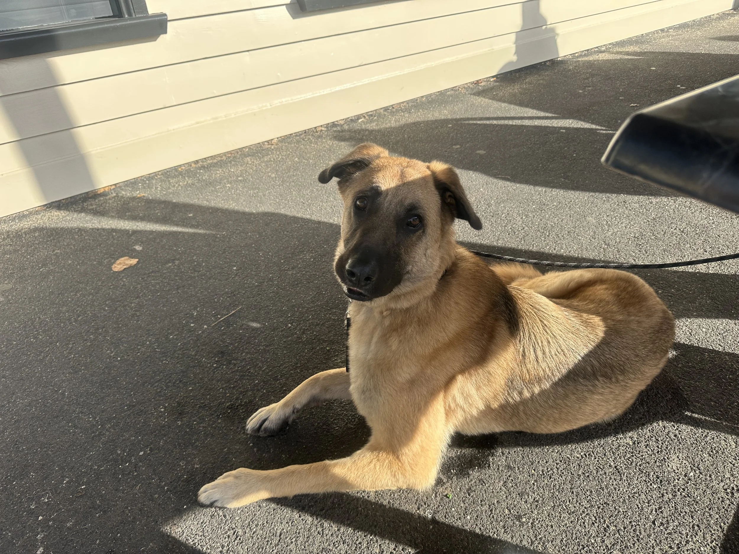 A young dog with a tan coat and black face lying on the asphalt next to a light-colored building, partially shaded by a shadow. The dog is looking at the camera with expression.