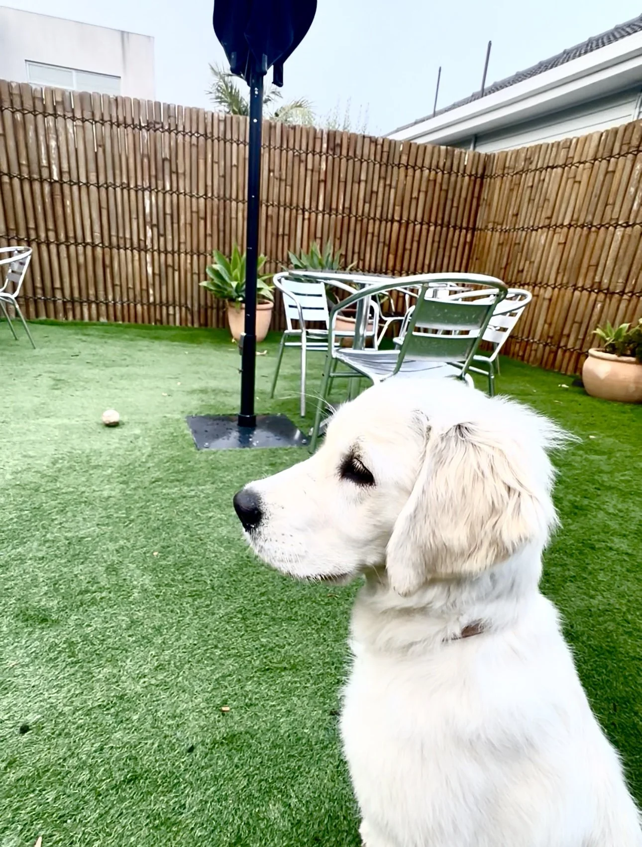 A white puppy sitting on green turf in a backyard with a bamboo fence, outdoor table and chairs, potted plants, and a closed blue umbrella.