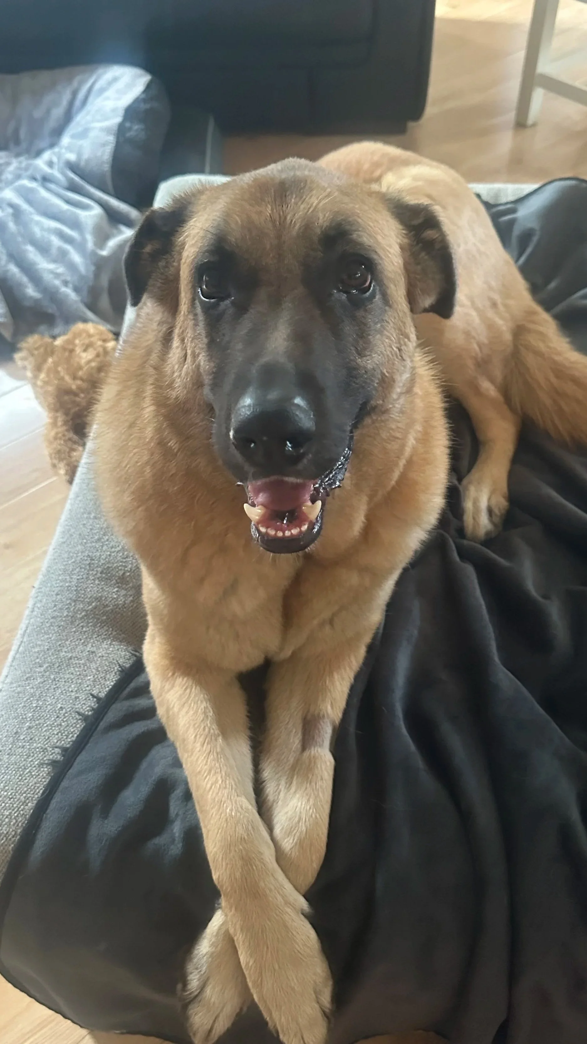 A happy dog lying on a person's lap indoors, with its front paws crossed and looking at the camera.