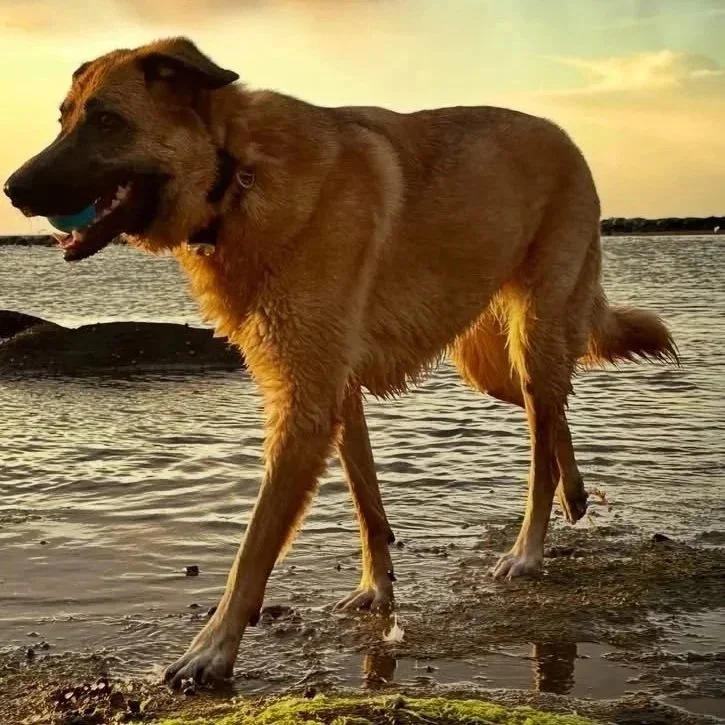 A large brown dog walking along the shoreline of a body of water at sunset, with a sky with clouds and rocky barrier in the background.