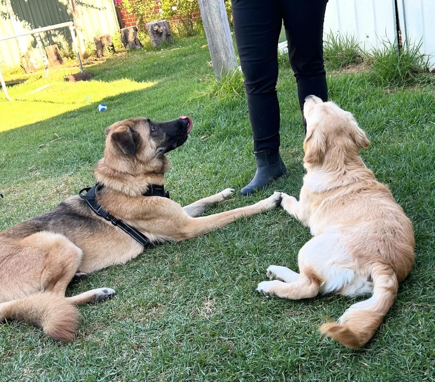 Two dogs lying on grass in backyard, one with a black harness and the other with a white collar, sitting and looking up towards a person wearing black boots and pants.