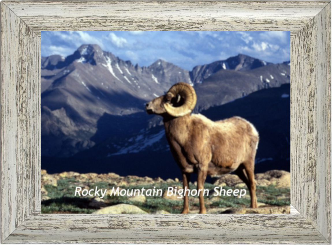 Bighorn Sheep Posed