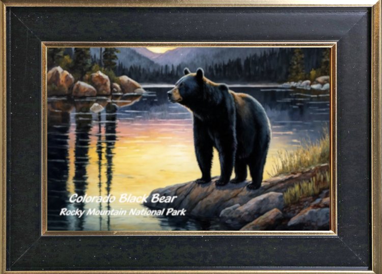 Colorado Black Bear