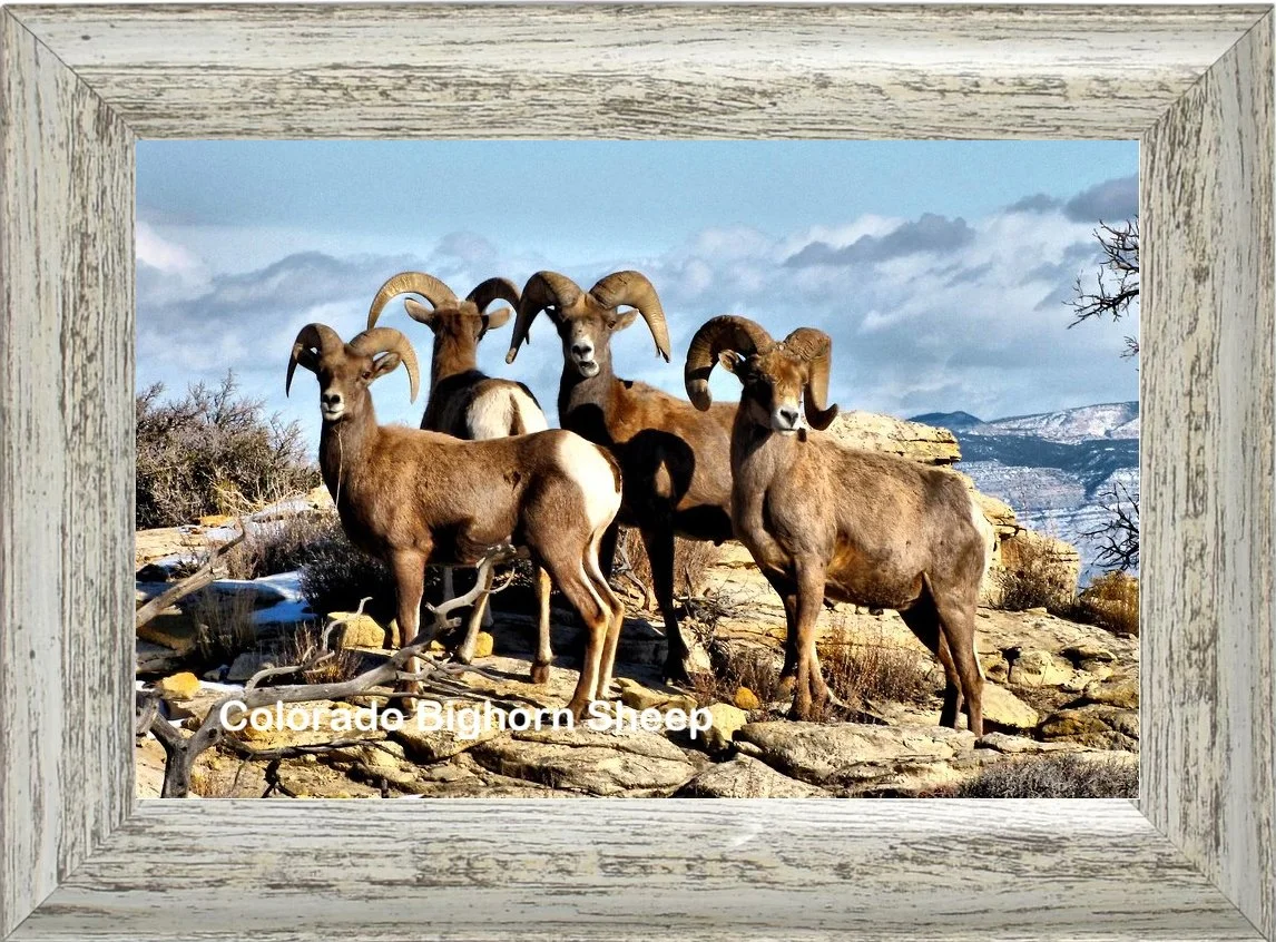 Colorado Bighorn Sheep