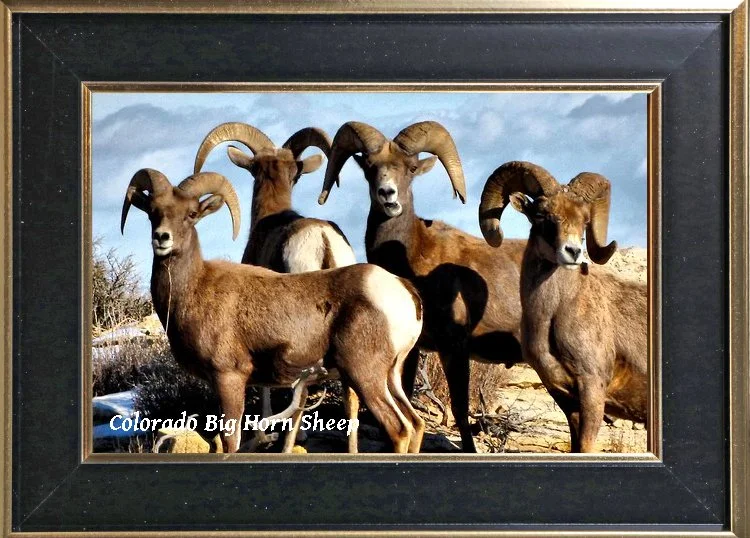 Colorado Big Horn Sheep
