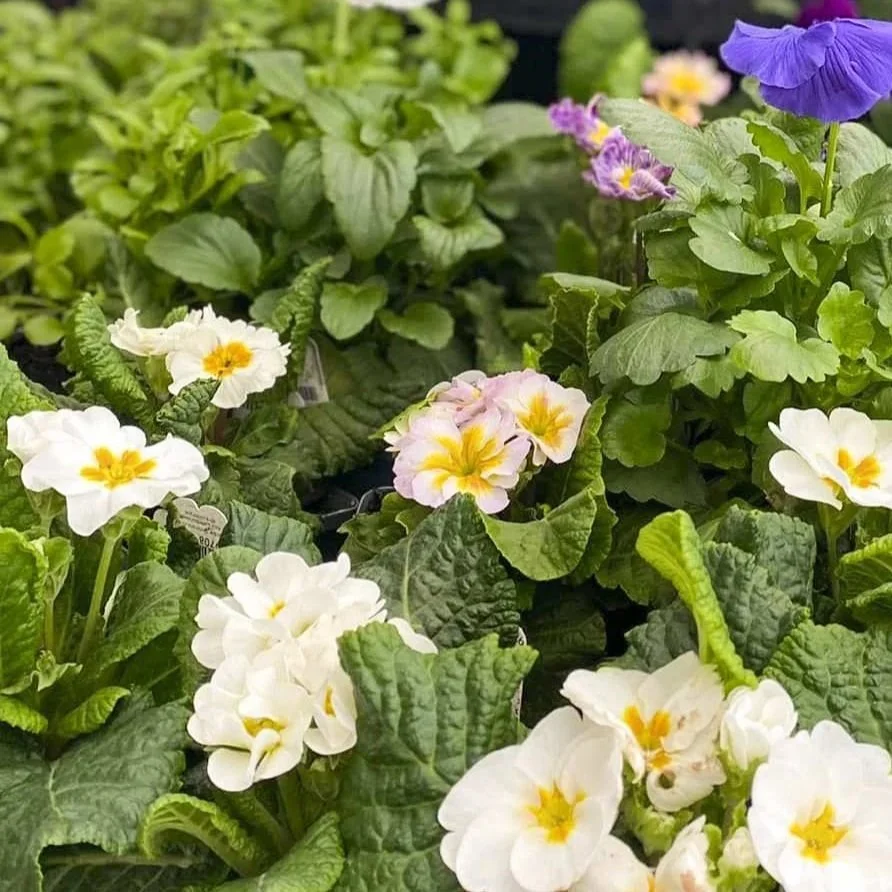 flowers-2.jpg