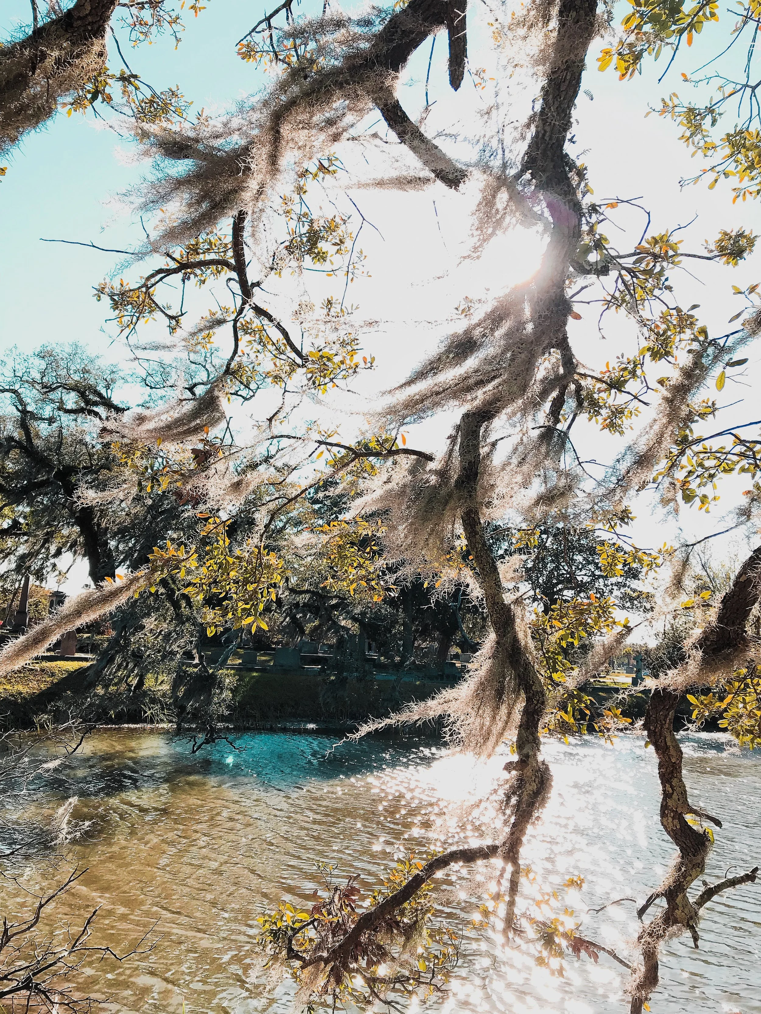 Lowcountry Moss in the Wind, Charleston, SC