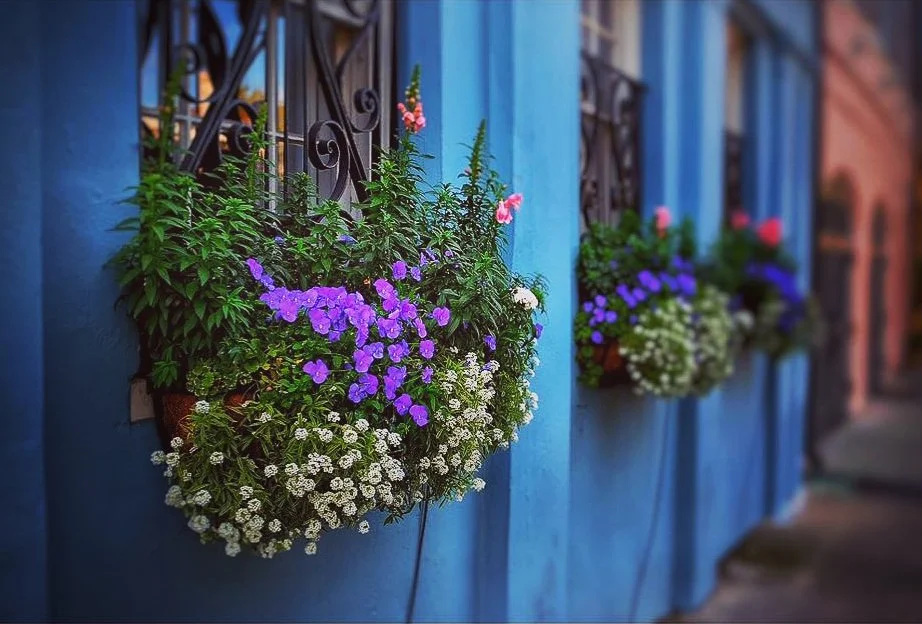 Window Box, Historic Charleston, SC