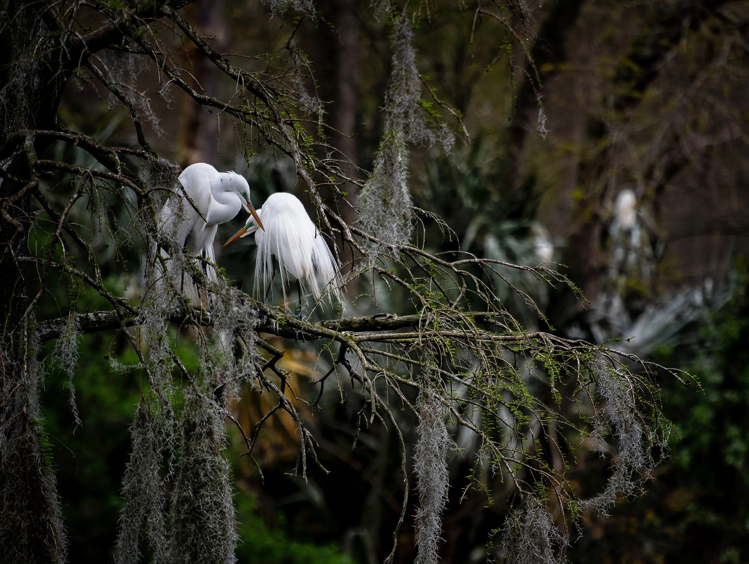 Egrets at Audubon Swamp, Charleston, SC