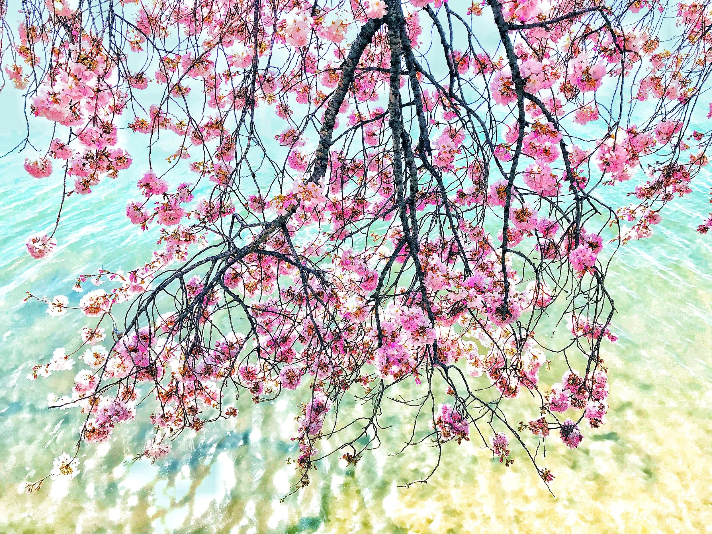 Cherry Blossom Magic, Washington, DC