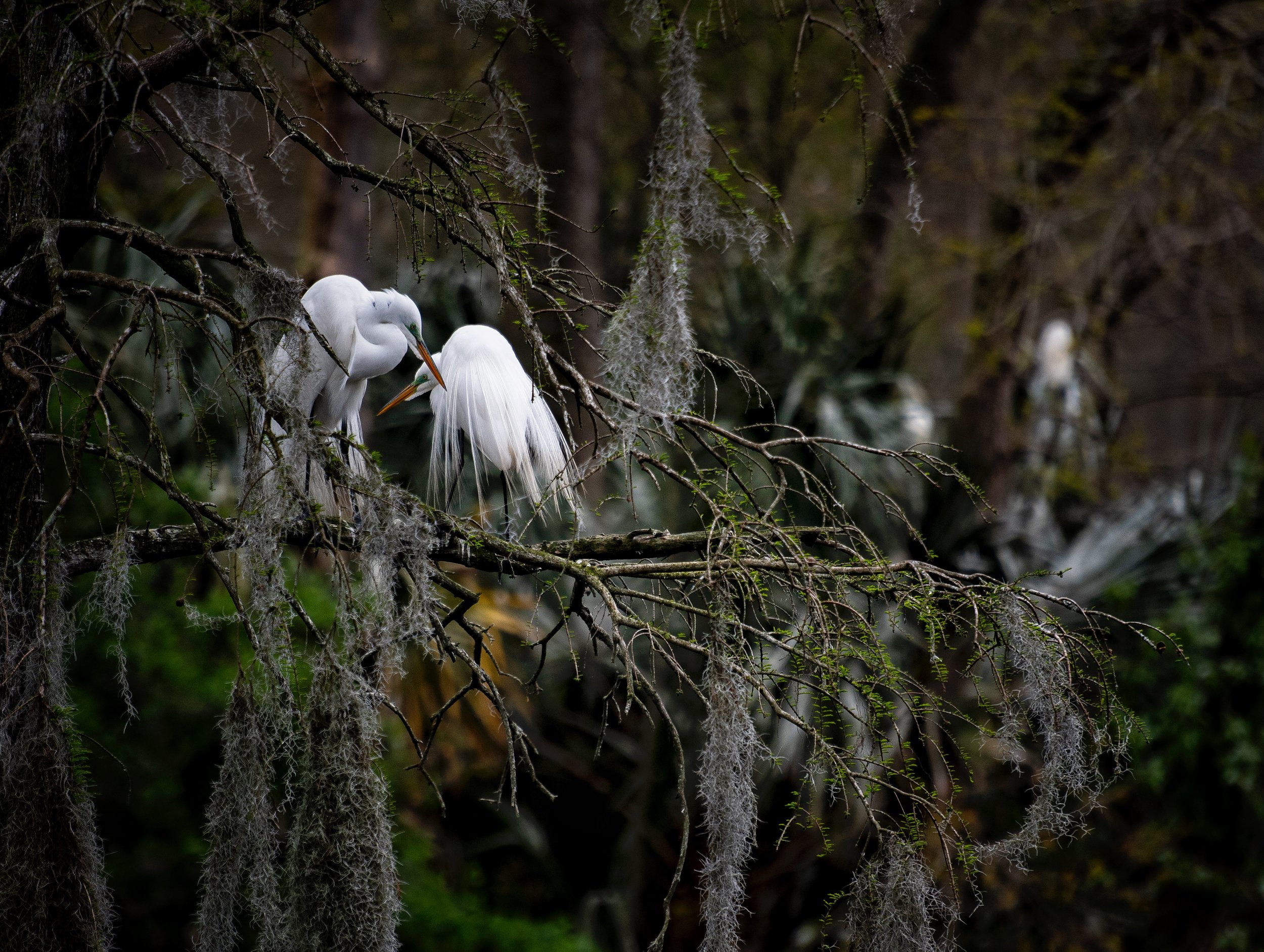 Audubon Swamp, Charleston, SC