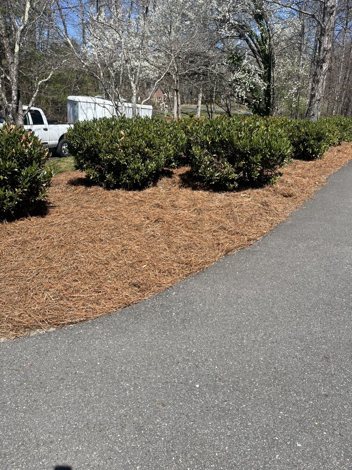 Green bushes lining a driveway with brown mulch underneath and trees with white blossoms in the background.
