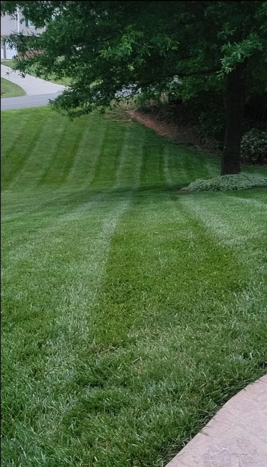View of a grass yard with a shadow of a tree cast on it, next to a concrete sidewalk, with a home and driveway in the background.