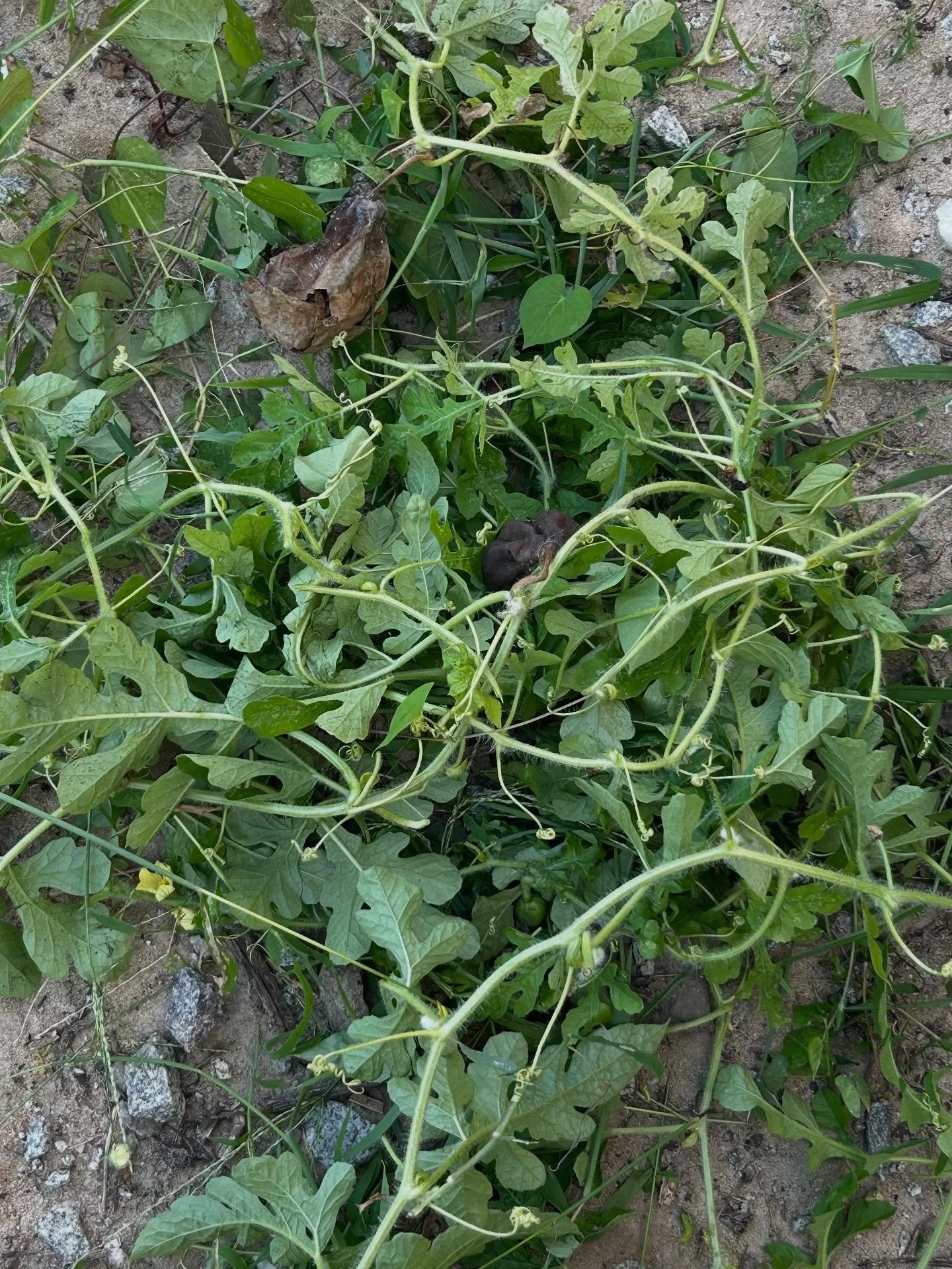 We remove foliage sand do cleanups! Getting your yard right is our top priority