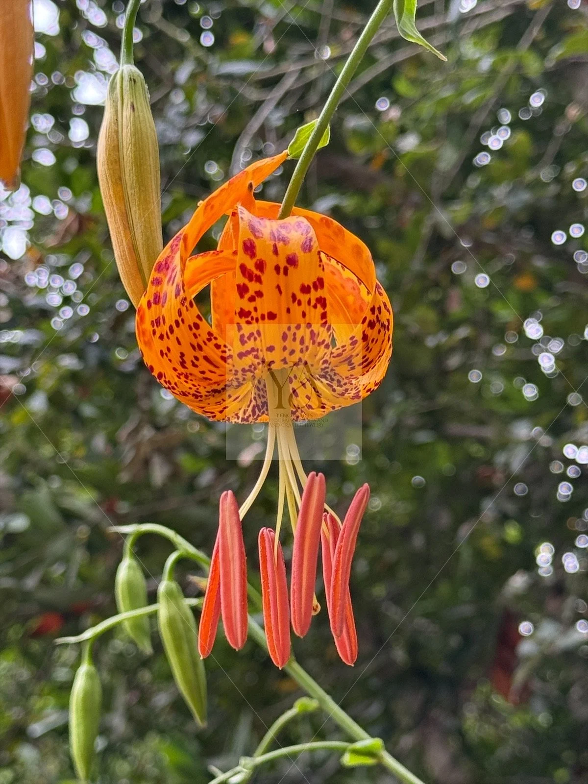 Humboldt Lily Photo Print